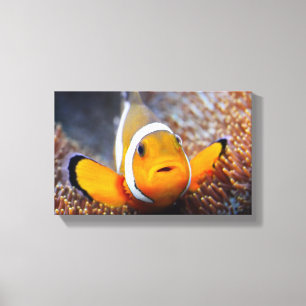 Tropical reef fish - Clownfish Canvas Print