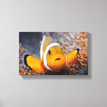 Tropical Reef Fish - Clownfish Canvas Print by wildlifecollection at Zazzle