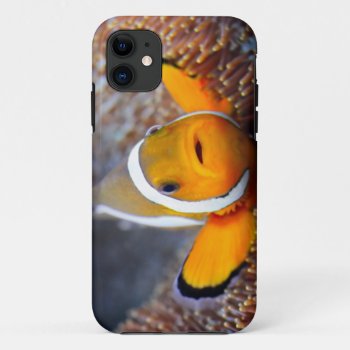 Tropical Reef Fish - Clownfish Iphone 11 Case by wildlifecollection at Zazzle