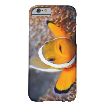 Tropical Reef Fish - Clownfish Barely There Iphone 6 Case by wildlifecollection at Zazzle
