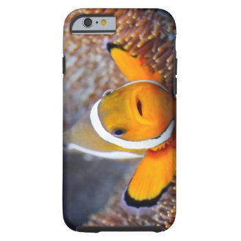 Tropical Reef Fish - Clownfish Tough Iphone 6 Case by wildlifecollection at Zazzle