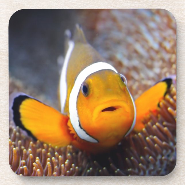 Tropical reef fish - Clownfish Coaster (Front)