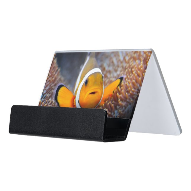 Tropical reef fish - Clownfish Desk Business Card Holder (Angled Front)
