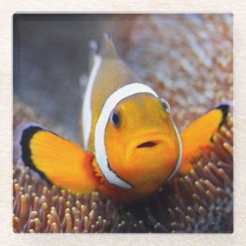 Tropical reef fish _ Clownfish Glass Coaster