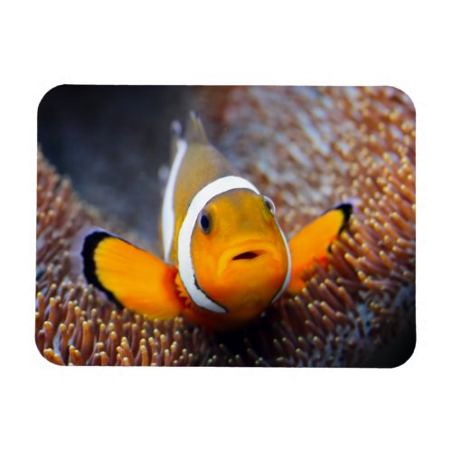 Tropical reef fish _ Clownfish Magnet