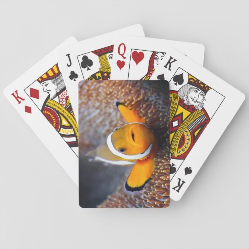 Tropical reef fish _ Clownfish Playing Cards