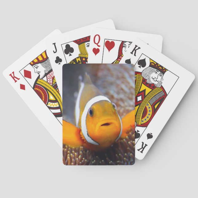 Tropical reef fish - Clownfish Poker Cards (Back)