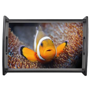 Tropical Reef Fish - Clownfish Serving Tray by wildlifecollection at Zazzle