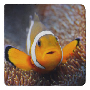 Tropical reef fish - Clownfish Trivet