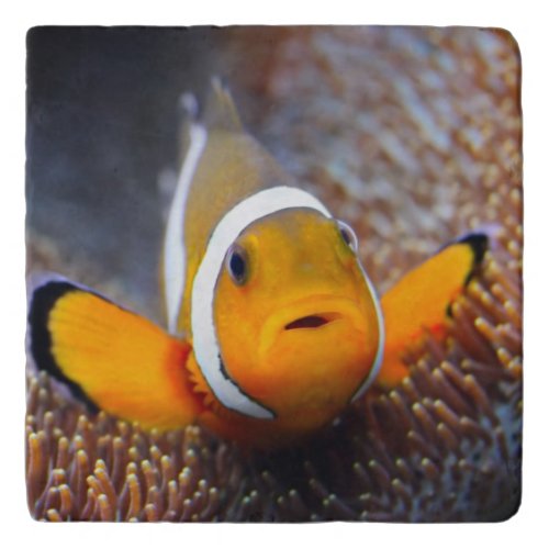Tropical reef fish _ Clownfish Trivet