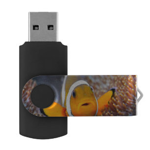 Tropical reef fish - Clownfish USB Flash Drive