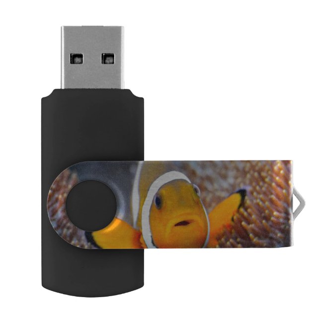 Tropical reef fish - Clownfish USB Flash Drive (Opened)