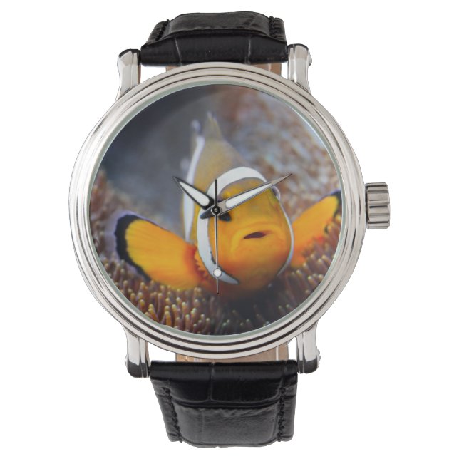 Tropical reef fish - Clownfish Watch (Front)