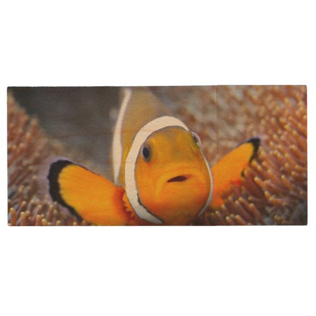 Tropical reef fish - Clownfish Wood USB Flash Drive (Front)
