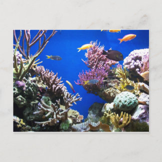 Tropical Reef Postcard