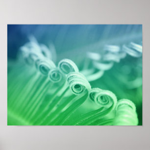 Tropical Sago Palm Tree Nature Art Photography Poster