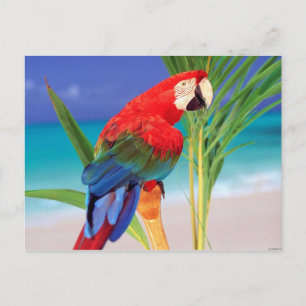 Tropical Scarlet Macaw Postcard
