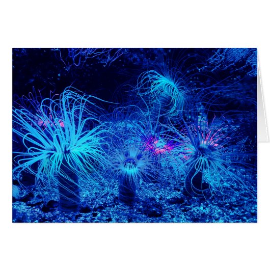 Tropical Sea Anemone (Front Horizontal)