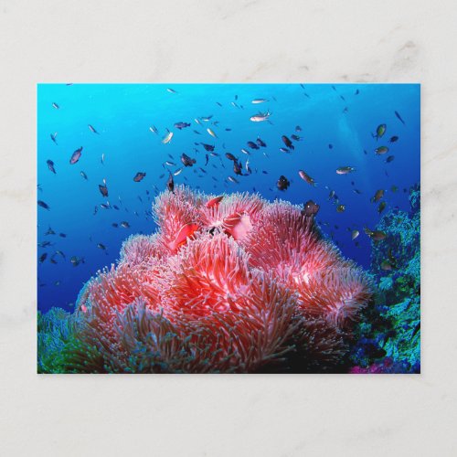 Tropical Sea Life Pink Glowing Anemone Coral Postcard
