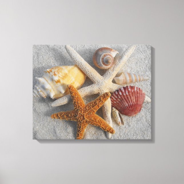 Tropical Seashell/Starfish White Sand Photo Canvas Print (Front)