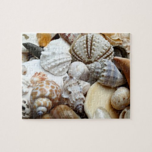 Tropical Seashells Photography Puzzle