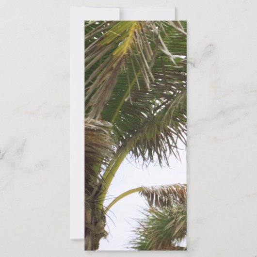 Tropical Splendor (Front)