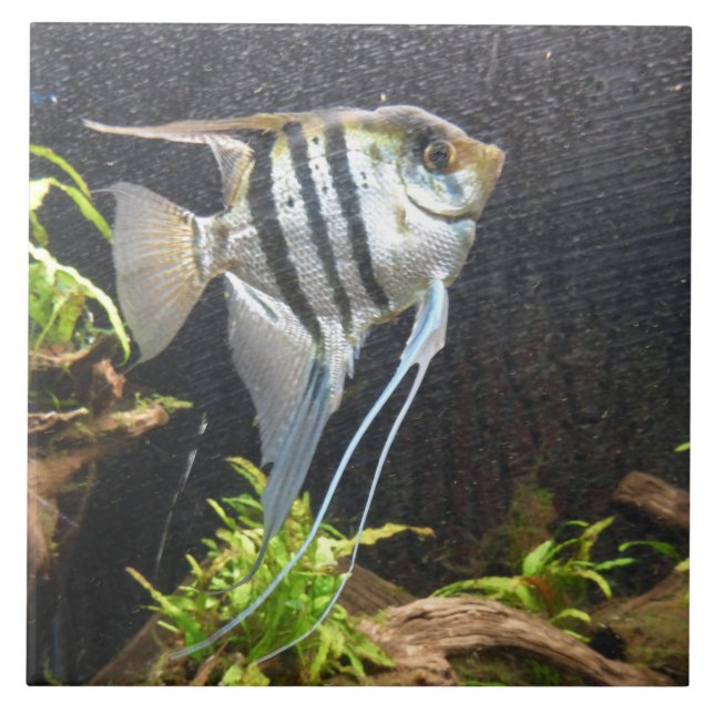 Tropical Striped Fish Ceramic Tile (Front)