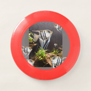 Tropical Striped Fish Red Frisbee
