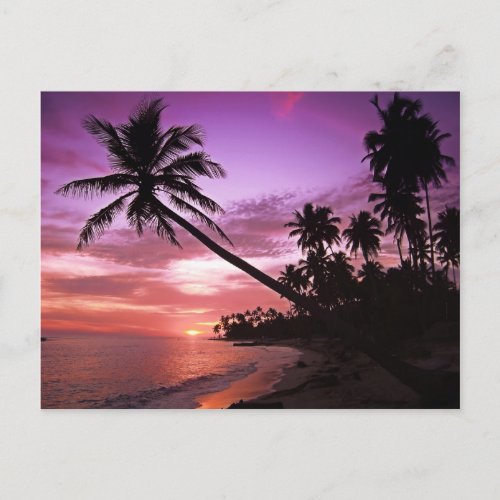 Tropical Sunset Postcard