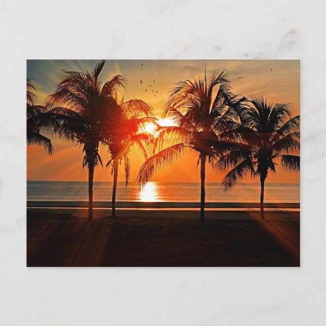Tropical Sunset Postcard (Front)