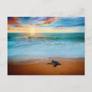 Tropical Sunset Sea Turtle Sandy Beach Postcard