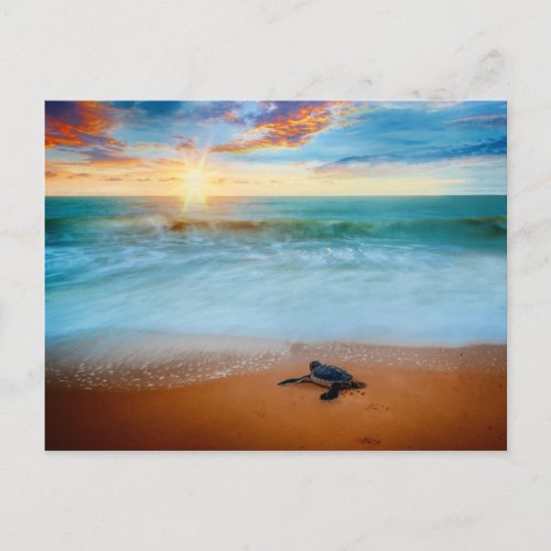 Tropical Sunset Sea Turtle Sandy Beach Postcard