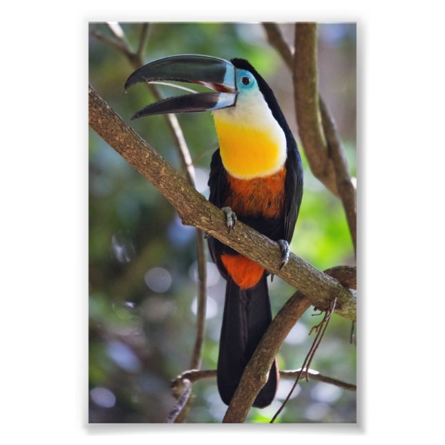 Tropical Toucan Design Photo Enlargement (Front)