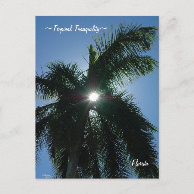 Tropical Tranquility Florida Postcard (Front)