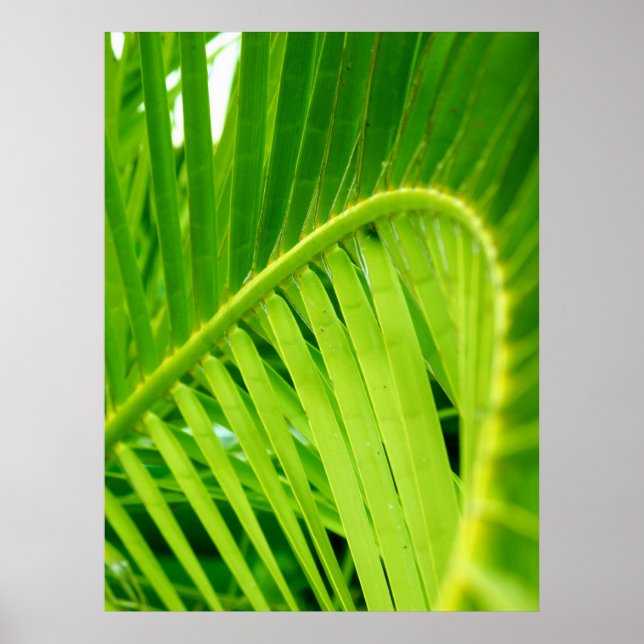 (Tropical Twirl) Poster Print (Front)