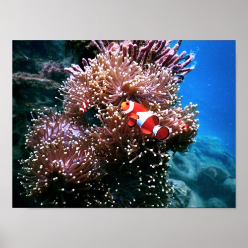 Tropical Undersea Anemone Sea Life Poster