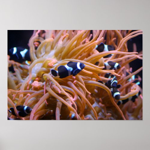 Tropical Undersea Clownfish Anemone Poster