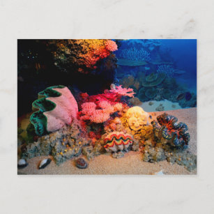 Tropical Undersea Coral Clam Seashells Postcard