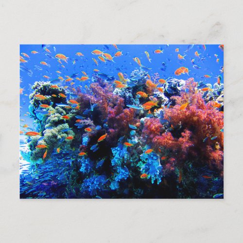 Tropical Underwater Ecosystem Postcard