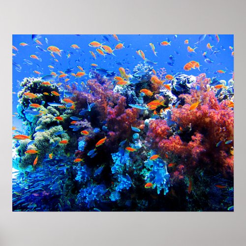 Tropical Underwater Ecosystem Poster