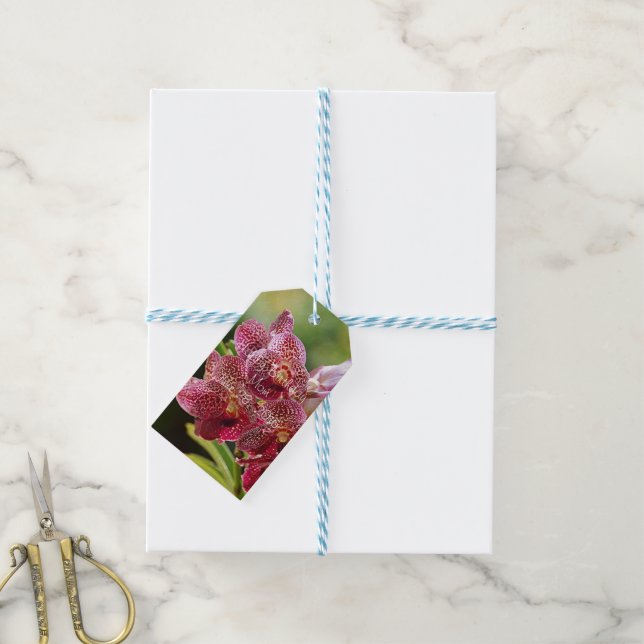Tropical Vanda Orchid Cluster Birthday Gift Tag (With Twine)