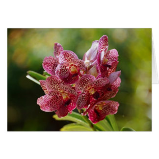 Tropical Vanda Orchid Cluster Cards