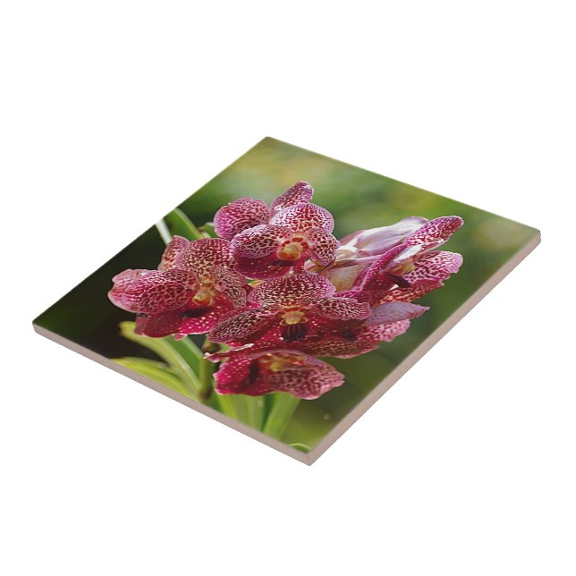 Tropical Vanda Orchid Cluster Ceramic Tile (Side)