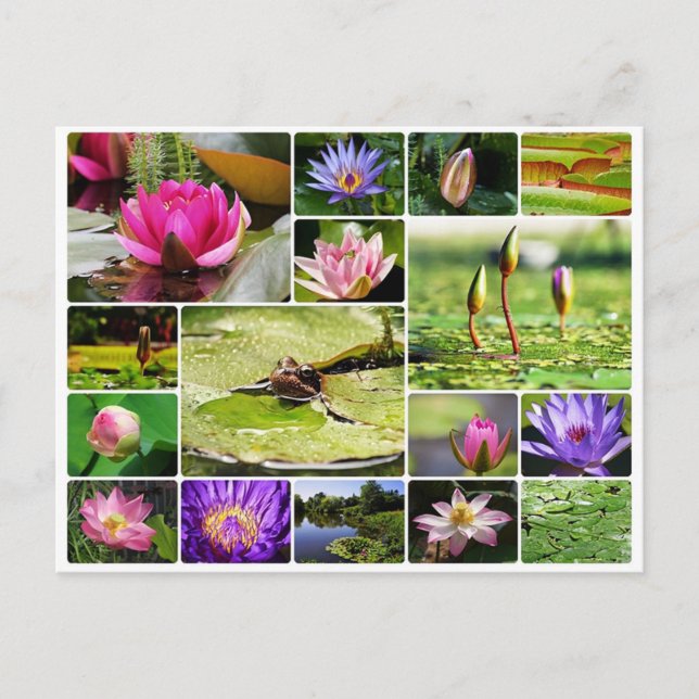Tropical water lilies photo collage nature bloom postcard (Front)