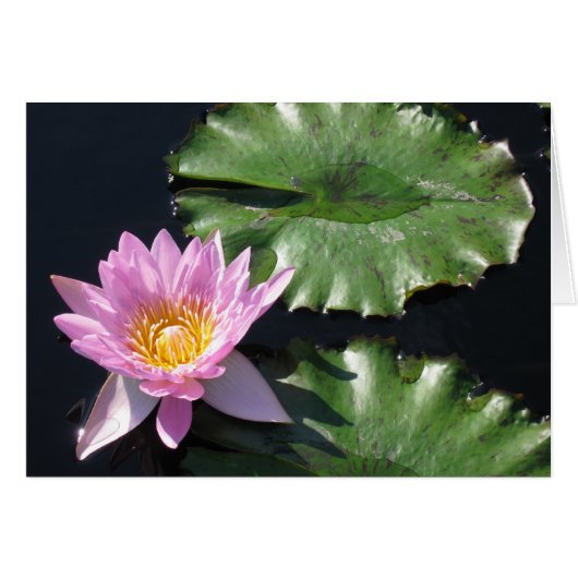 Tropical Water Lily Card (Front Horizontal)