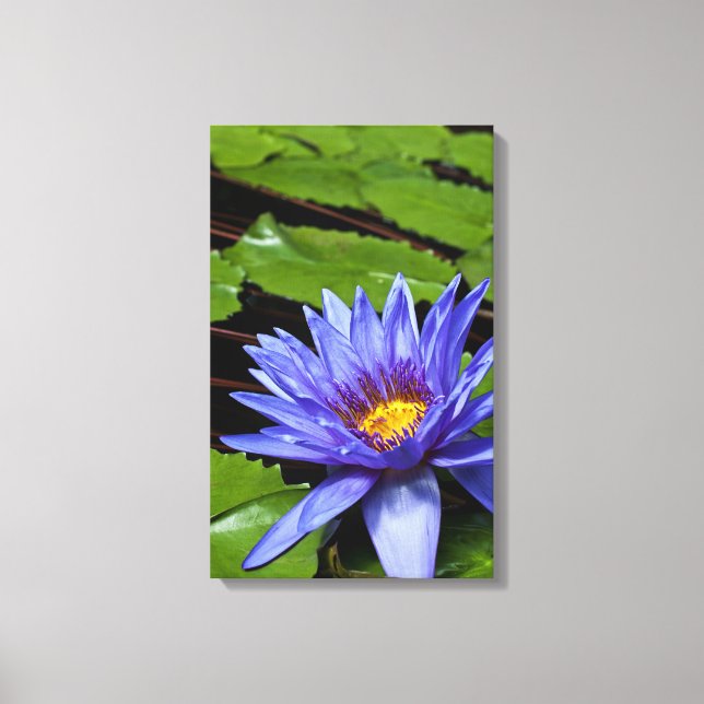 Tropical Waterlily Floral Botanical Design Canvas Print (Front)