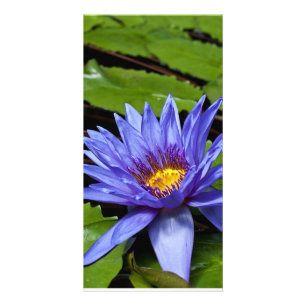 Tropical Waterlily Floral Botanical Design Card