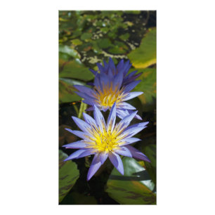 Tropical Waterlily Floral Botanical Design Card