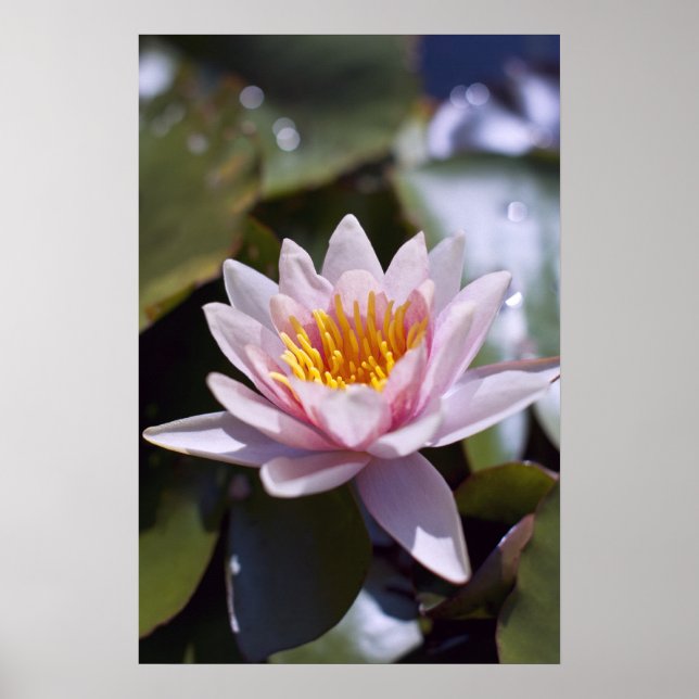 Tropical Waterlily Floral Botanical Design Poster (Front)
