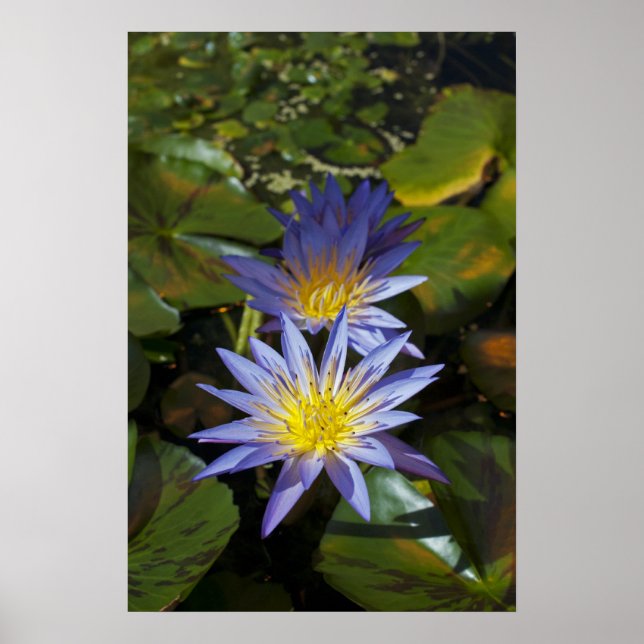 Tropical Waterlily Floral Botanical Design Poster (Front)